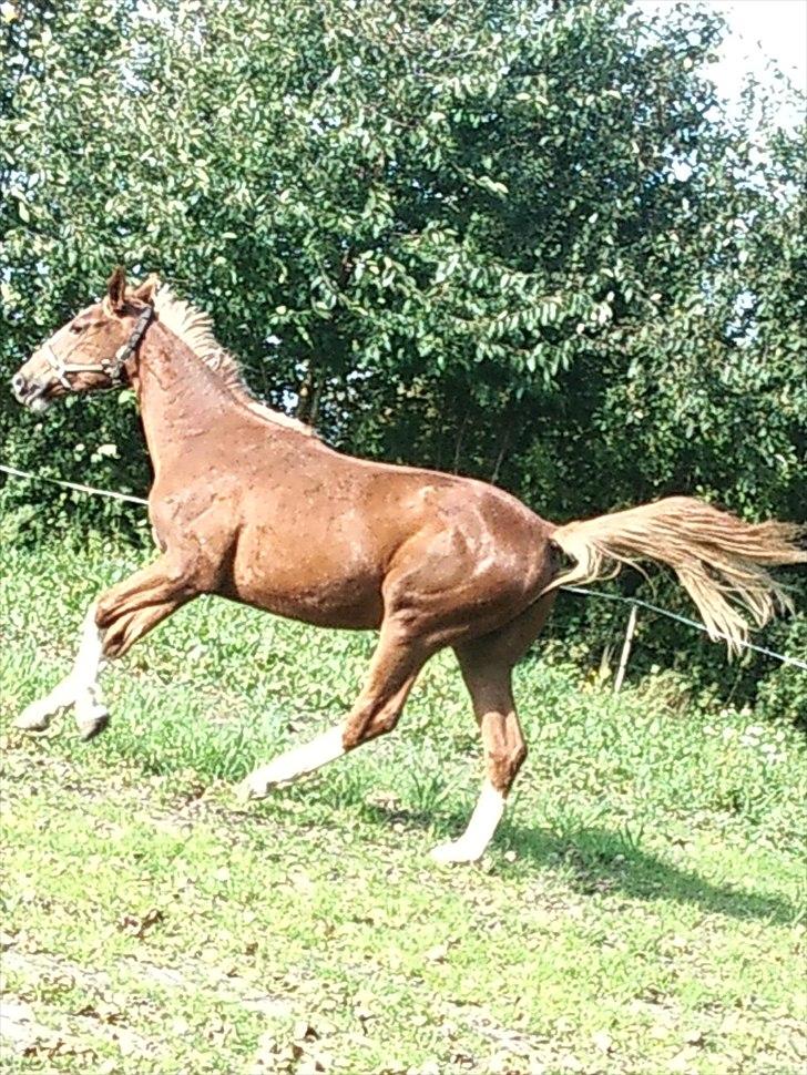 Anden særlig race Barkholts Regina.<3 - smükkeh ! billede 8