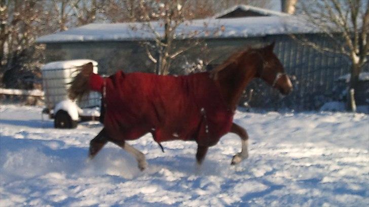 Anden særlig race Barkholts Regina.<3 - vinter 2010. lækkerhed !!  billede 9