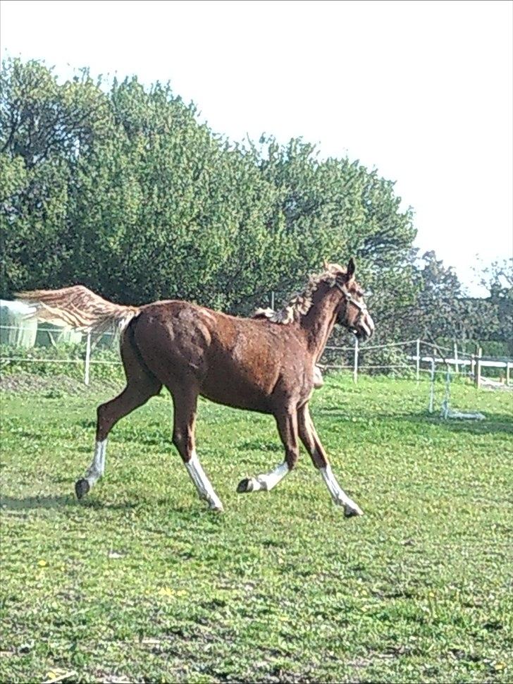 Anden særlig race Barkholts Regina.<3 - hun kan virkelig flytte stængerne. ! uff ! :P billede 10