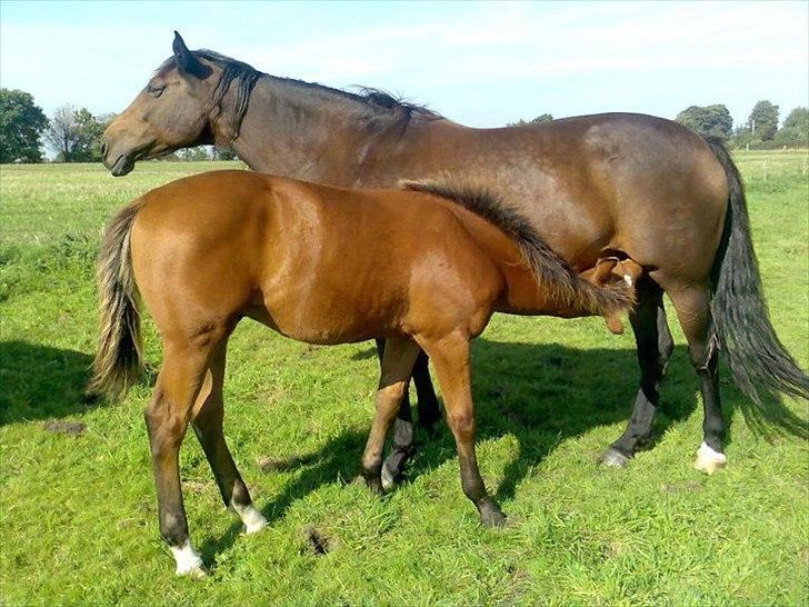 Hannoveraner Bjergdalens Michelin Star - Burb og hans fine mor :-)! billede 16