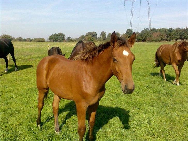 Hannoveraner Bjergdalens Michelin Star billede 17