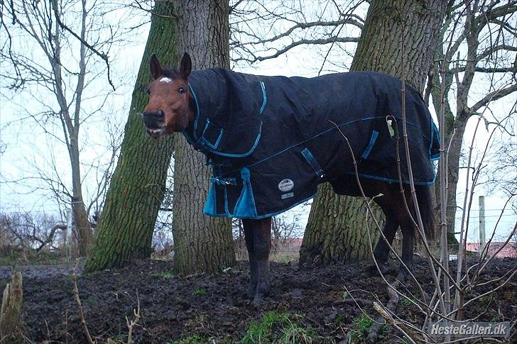 Hannoveraner Bjergdalens Michelin Star billede 13