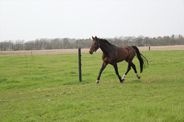 Tysk Varmblod Stald Mejses Rocky billede 12