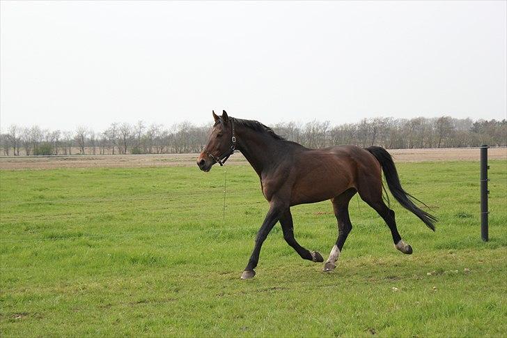 Tysk Varmblod Stald Mejses Rocky billede 13