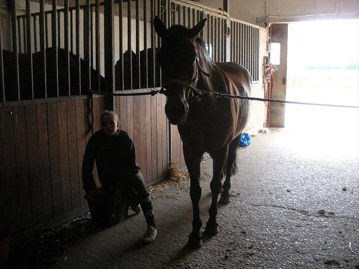 New Forest Tanholts Mamba - sidste gang ved ridning, og sidste gang jeg så hende  billede 16