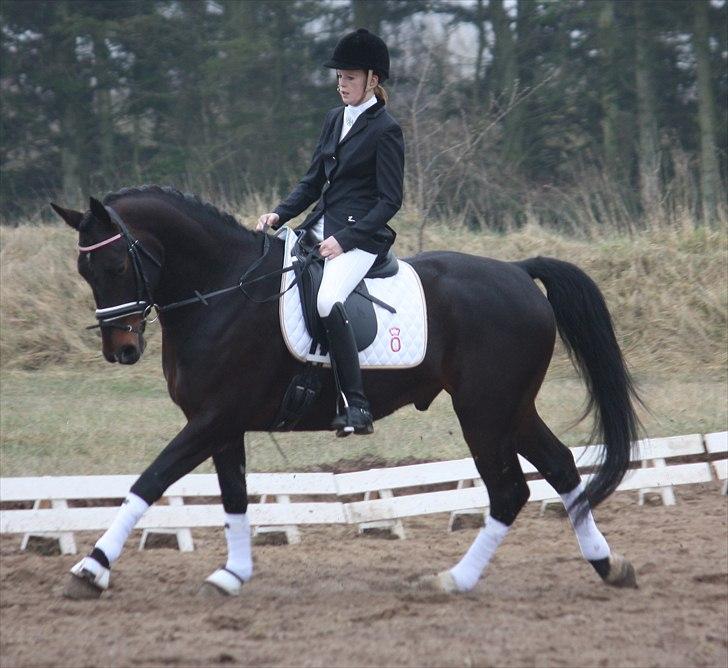 Oldenborg Tango Hedenstedskov billede 6