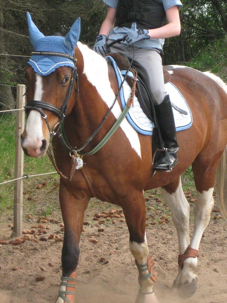 Pinto Vandlinggårds Heartbreaker - En af de første gange jeg sprang på ham :-) -Billede taget af Anne-Sofie. billede 18