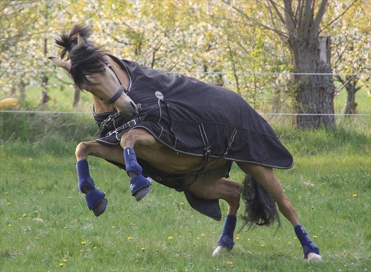Tysk Sportspony Bodethal's Romy A-pony billede 9
