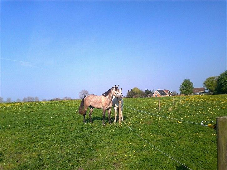 Anden særlig race Coco´s De Coleure - Coleure og Fanta April 2011 billede 1