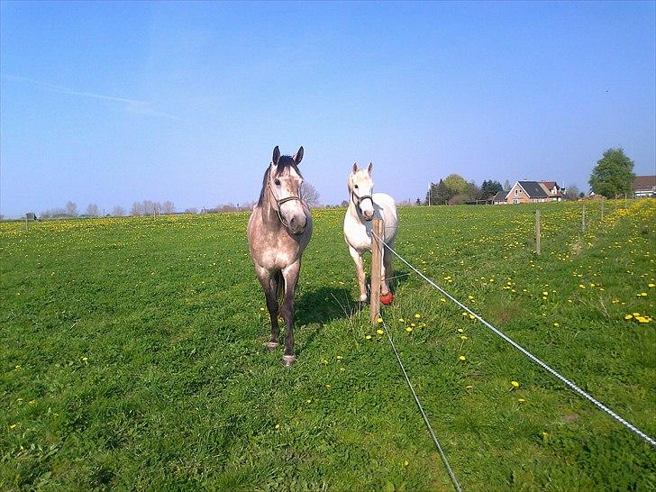 Anden særlig race Coco´s De Coleure - Coleure og Fanta April 2011 billede 2