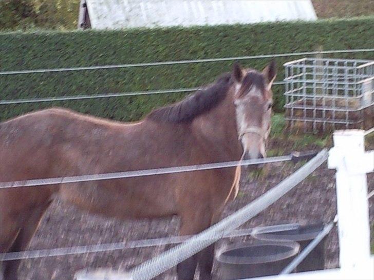 Anden særlig race Coco´s De Coleure - Coleure efterår 2008 billede 3