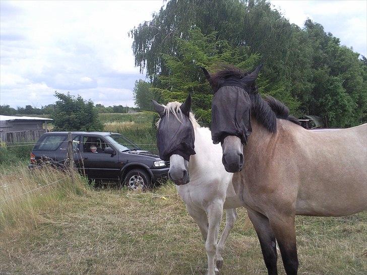 Anden særlig race Coco´s De Coleure - Coleure og hendes mor Fanta sommer 2009 billede 4