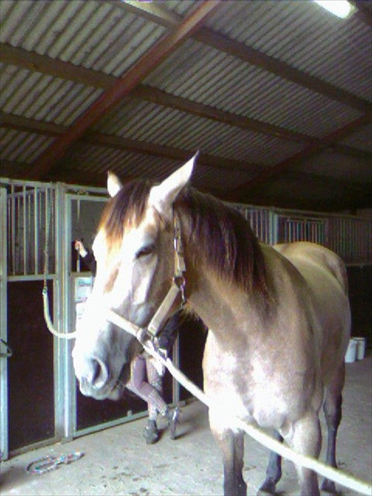 Anden særlig race Coco´s De Coleure - Coleure 3år  billede 5