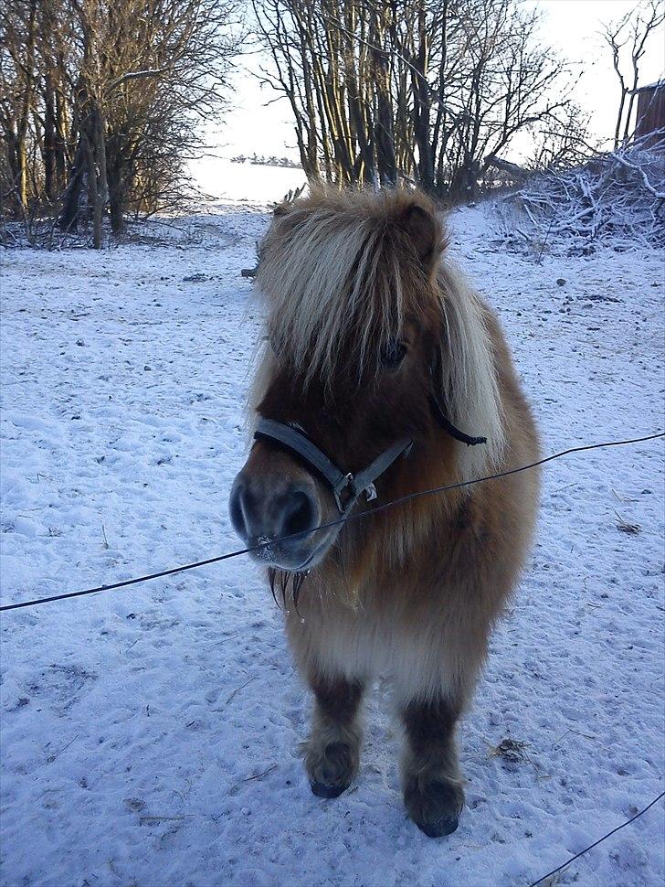 Shetlænder Makker (min egen) billede 16