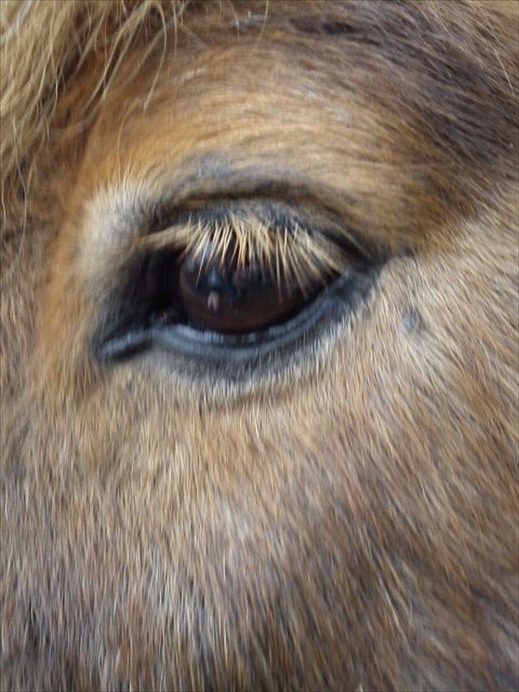 Shetlænder Makker (min egen) billede 17