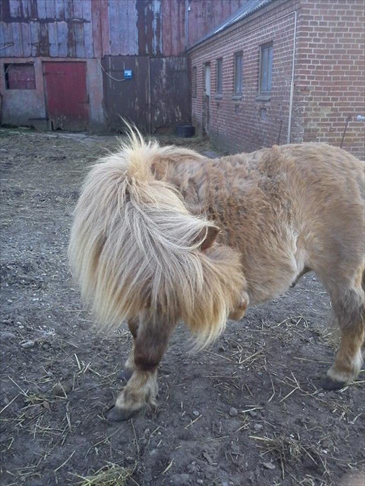 Shetlænder Makker (min egen) billede 18