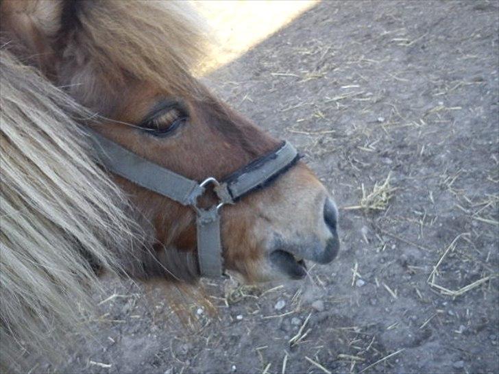 Shetlænder Makker (min egen) billede 19
