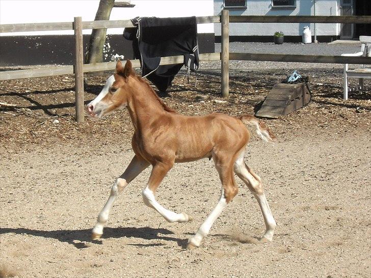 Welsh Cob (sec D) Naseba´s Apollon billede 1