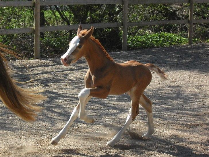 Welsh Cob (sec D) Naseba´s Apollon billede 2