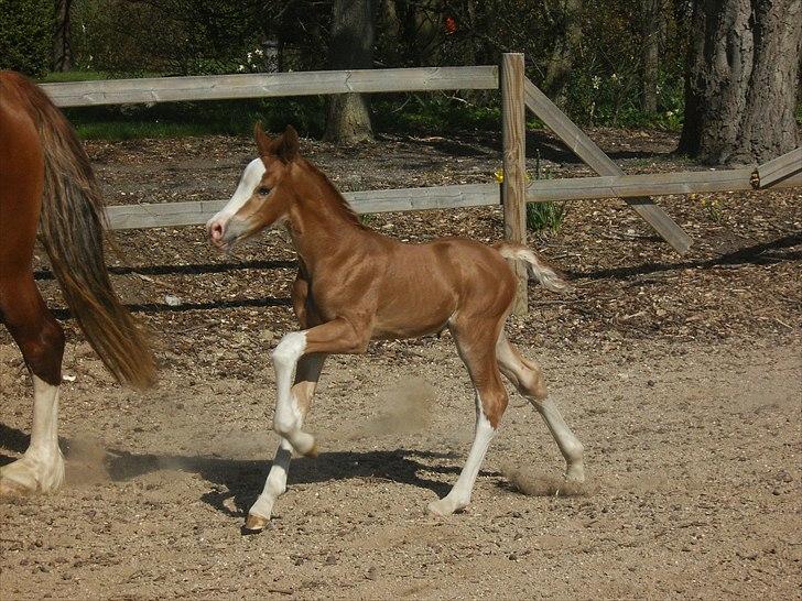 Welsh Cob (sec D) Naseba´s Apollon billede 3