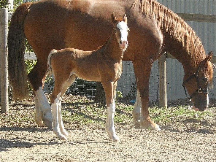 Welsh Cob (sec D) Naseba´s Apollon billede 4