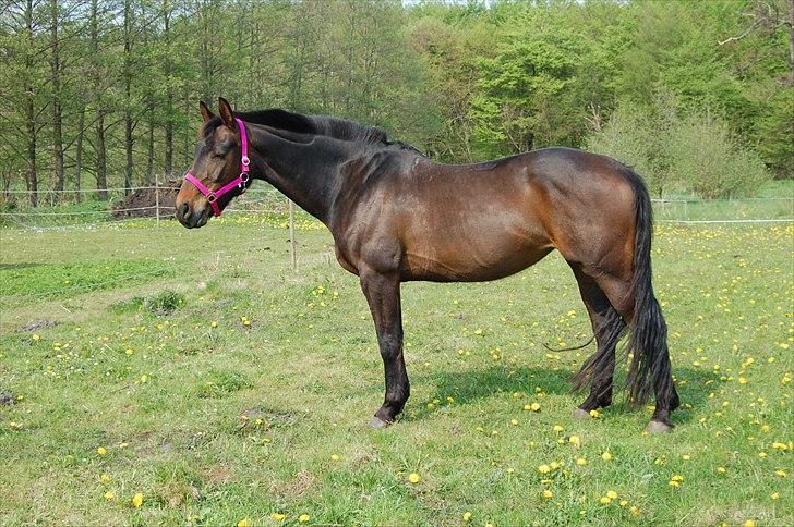 Holstener Magic billede 12