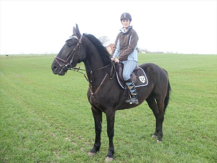 Anden særlig race Califf - Tredje gang med sadel på.. <3 billede 17