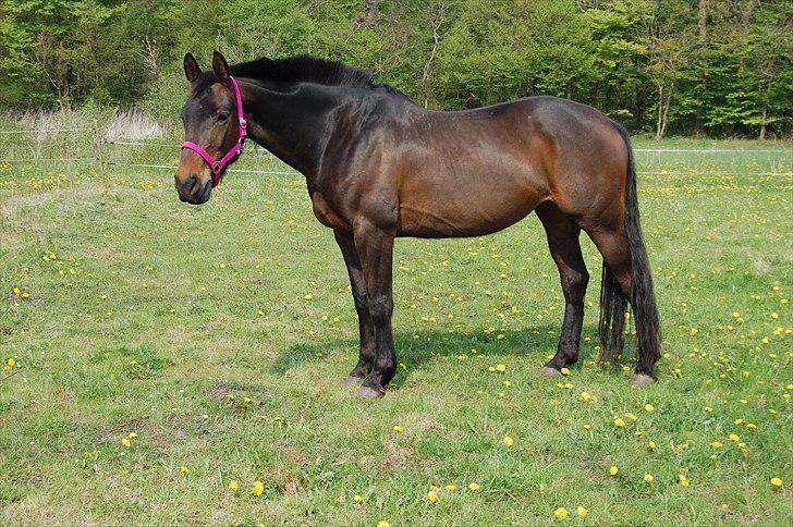 Holstener Magic billede 13