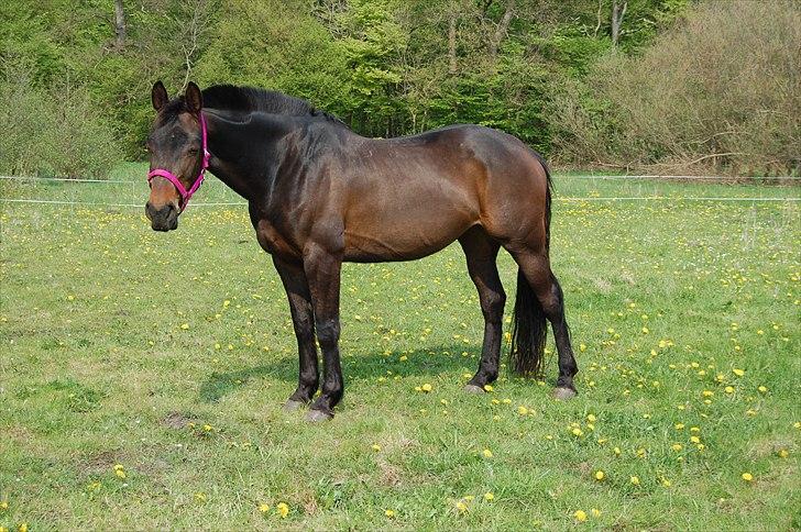 Holstener Magic billede 14