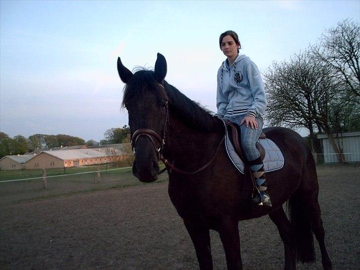 Anden særlig race Califf - Pony er træt efter træning.. billede 18