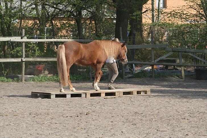 Welsh Pony af Cob-type (sec C) Gribsvads Lady Dee<3 -  Mig og ponyen går på palle :) 2012 billede 8