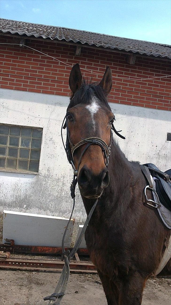 Anden særlig race Thostrupsgaards Ganzy - Første gang med udstur på efter hans pause  billede 1