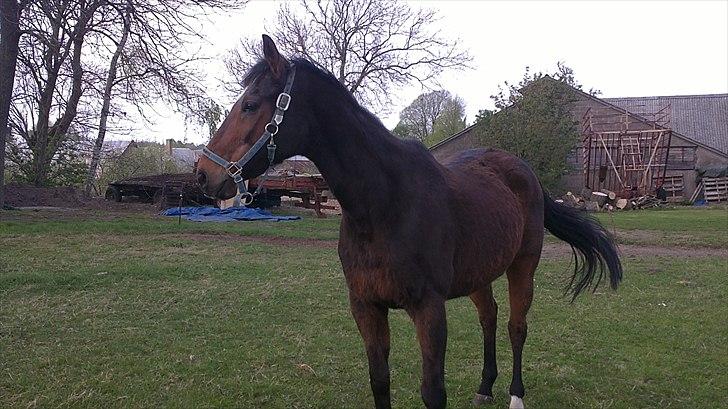 Anden særlig race Thostrupsgaards Ganzy billede 2