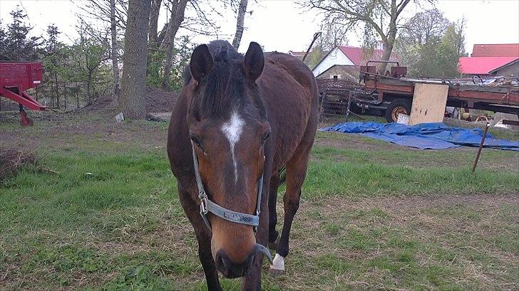 Anden særlig race Thostrupsgaards Ganzy billede 3