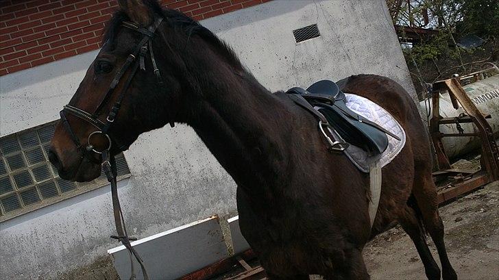 Anden særlig race Thostrupsgaards Ganzy billede 4