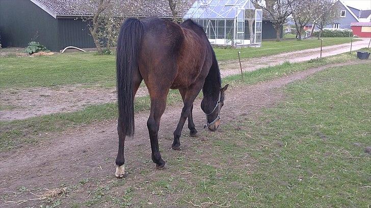 Anden særlig race Thostrupsgaards Ganzy billede 5