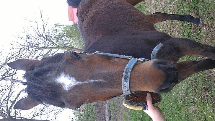 Anden særlig race Thostrupsgaards Ganzy billede 6