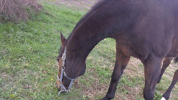 Anden særlig race Thostrupsgaards Ganzy billede 7