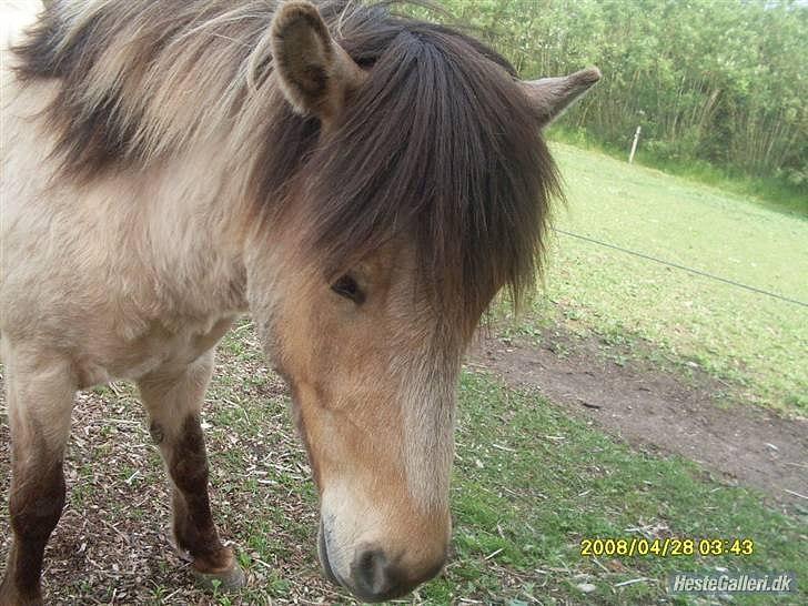Islænder Bleki billede 1