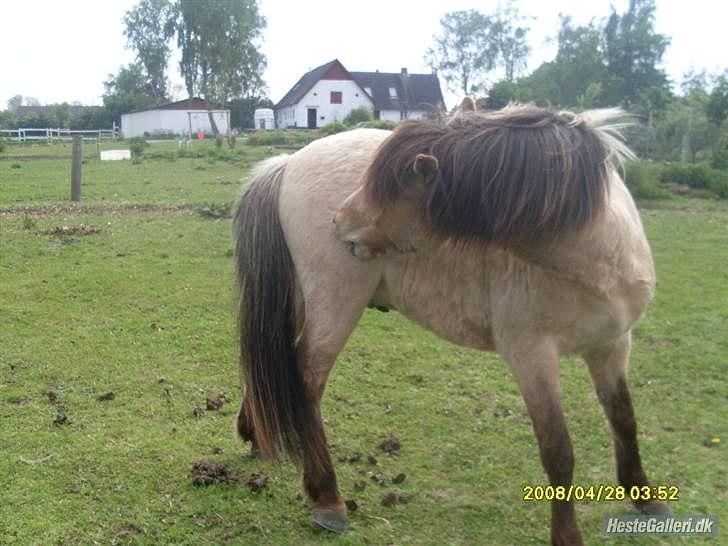 Islænder Bleki billede 2