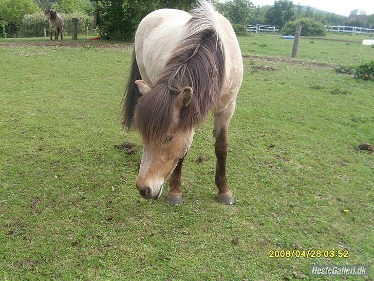 Islænder Bleki billede 3