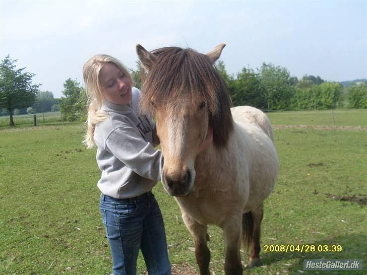 Islænder Bleki billede 4