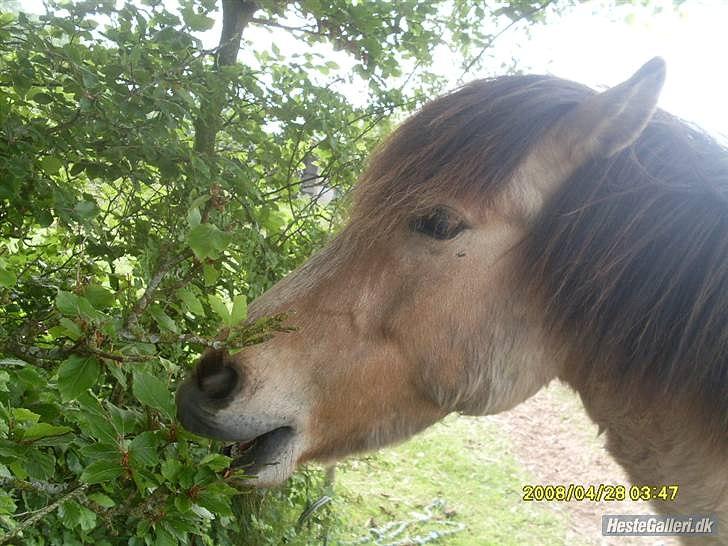 Islænder Bleki billede 5