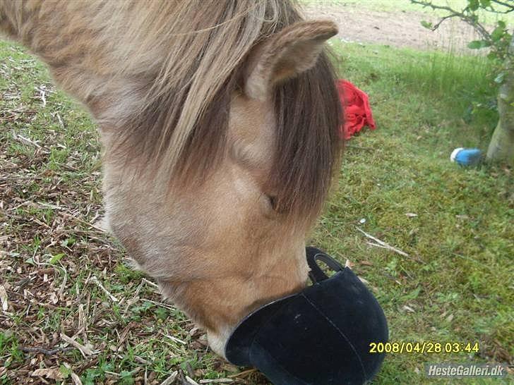 Islænder Bleki billede 6