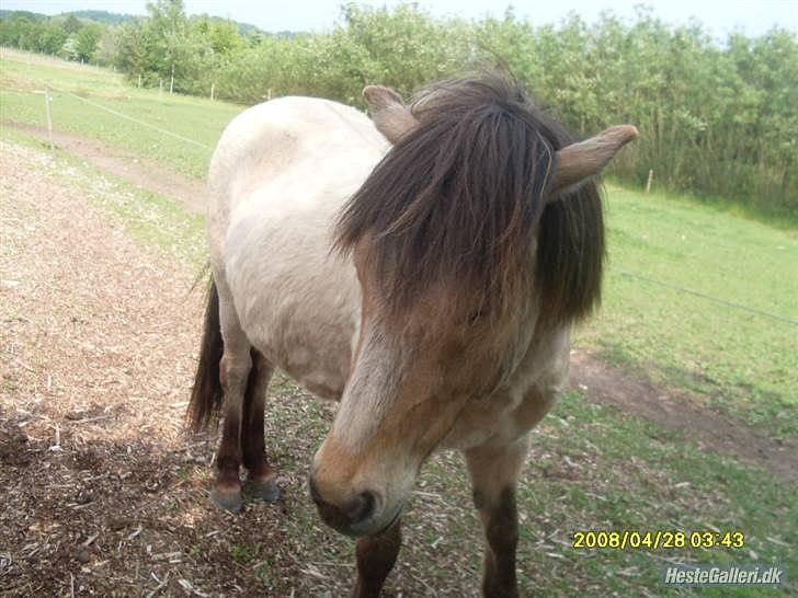 Islænder Bleki billede 7