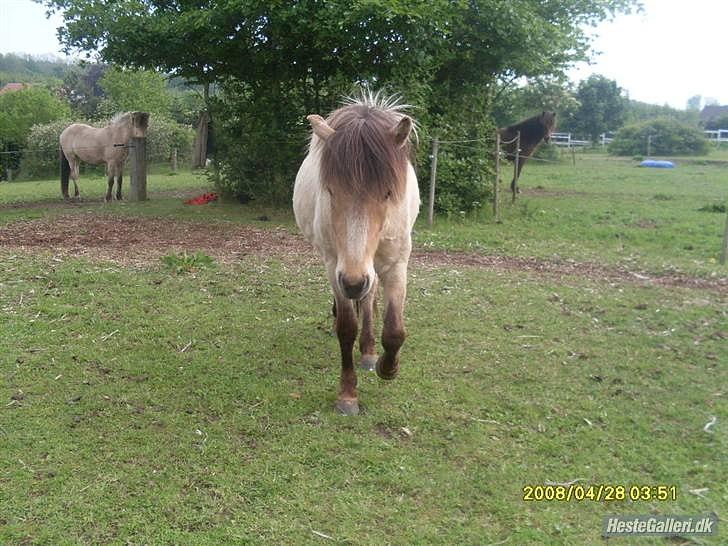 Islænder Bleki billede 8