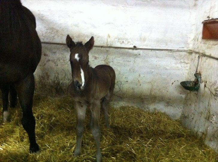 Fuldblod (XX) Miss Idaho billede 2