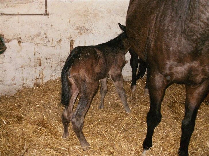 Fuldblod (XX) Miss Idaho billede 3