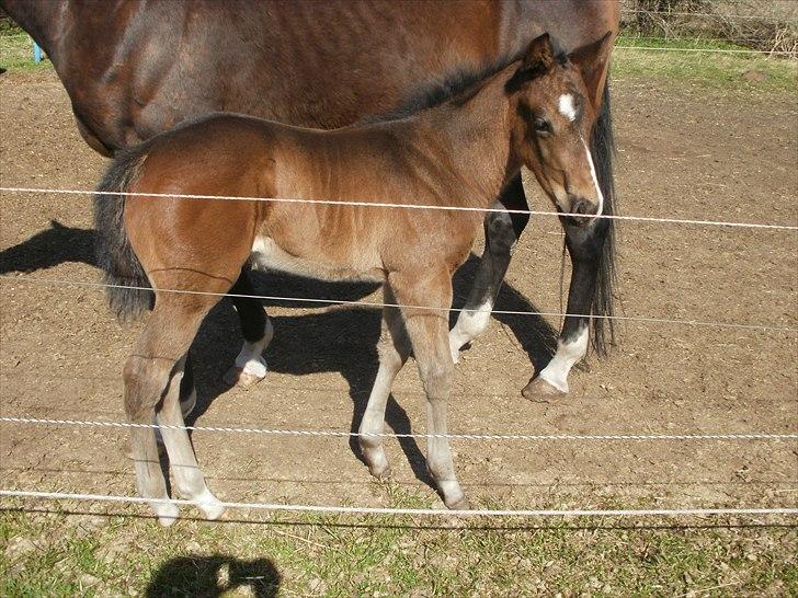 Fuldblod (XX) Miss Idaho billede 5