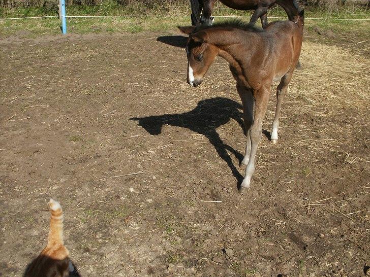 Fuldblod (XX) Miss Idaho - Sjov missekat.. billede 6